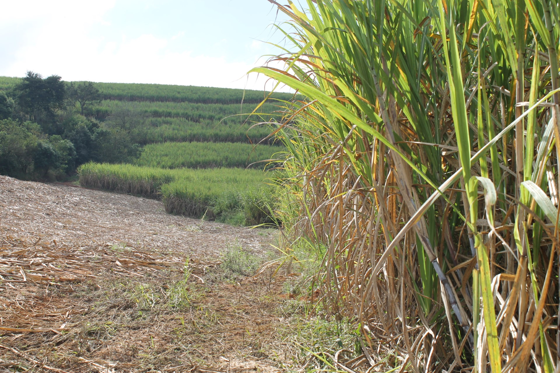 Sustentabilidade (4)