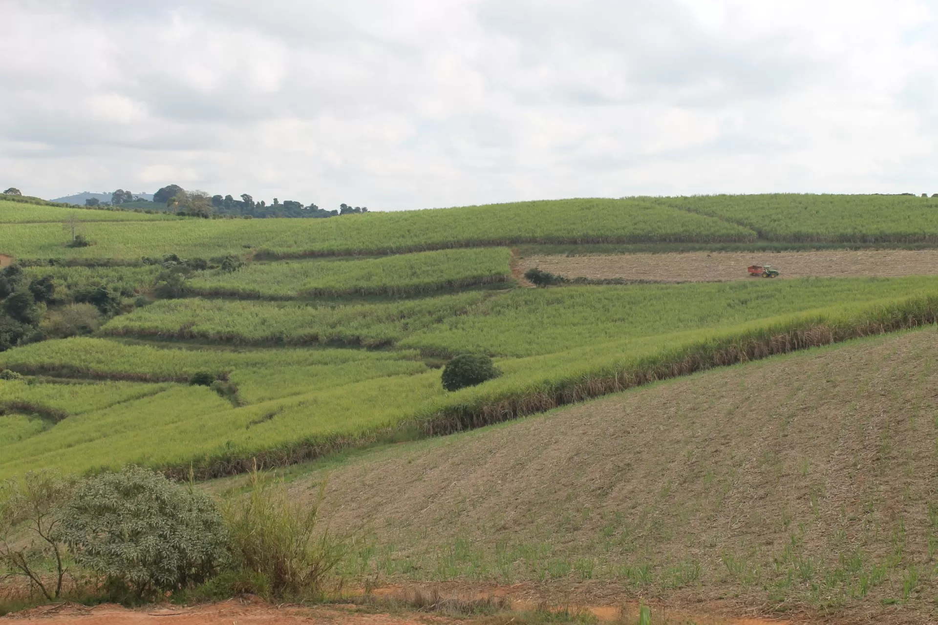 Colheita (1)