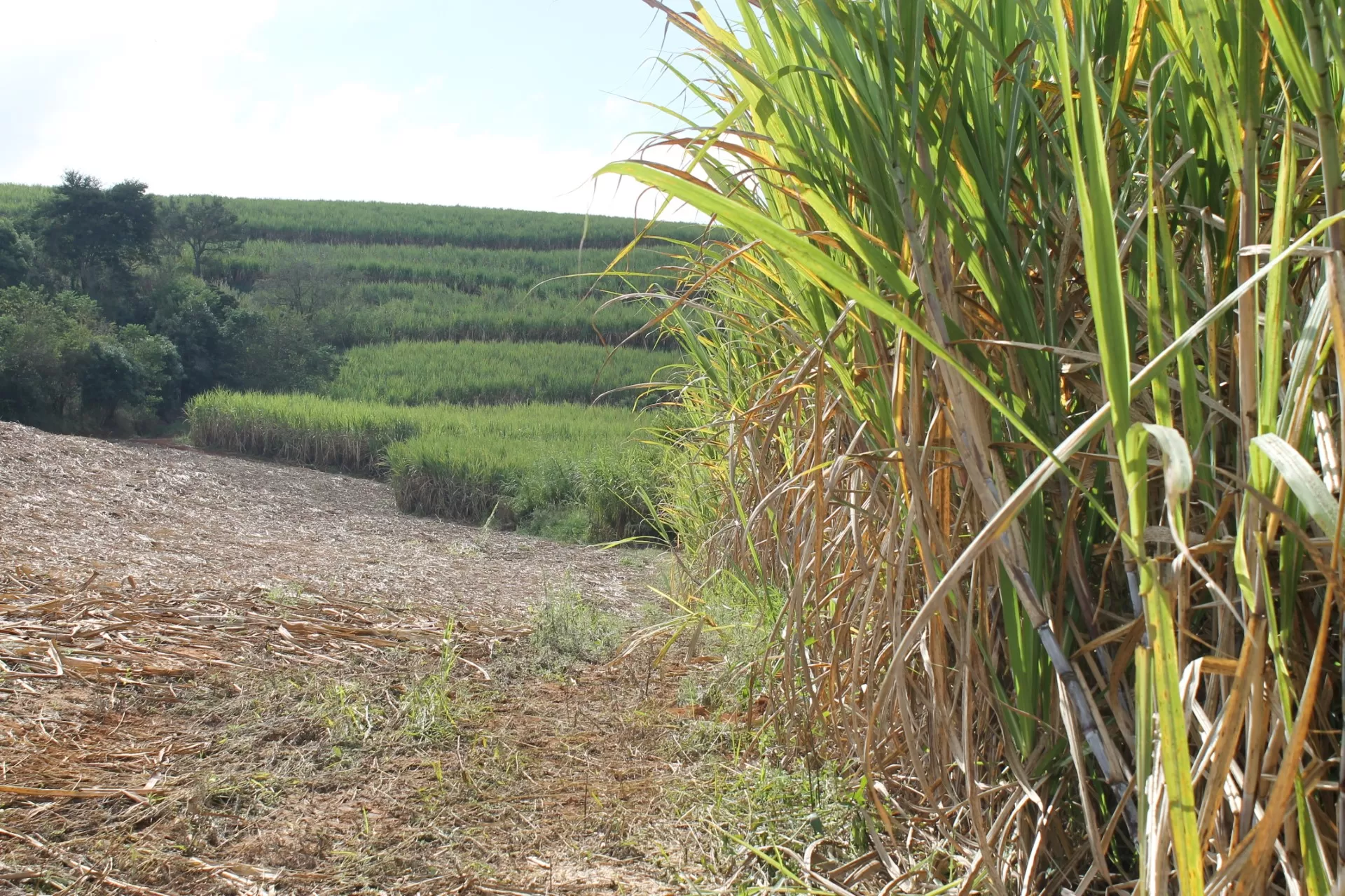 Sustentabilidade (4)